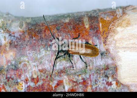 Beetle Anisarthron Barbipes (Cerambycidae - Longhorn Beetle) am Ast. Stockfoto