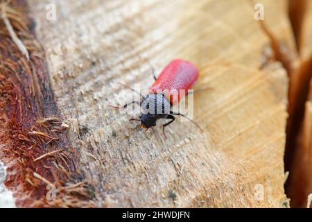 Kapuzinerkäfer (lateinischer Name: Bostricus capucinus - Bostrychidae) - Insekt auf Eichenholz. Es ist ein technischer Schädling des Holzes. Stockfoto