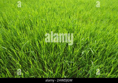 Grünes Gras Hintergrund. Fokus auf Vordergrund. Stockfoto