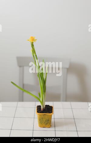 Schöne blühende gelbe Narzissen auf weißem Hintergrund. Gartenbau, Frühling und Osterkonzept Stockfoto