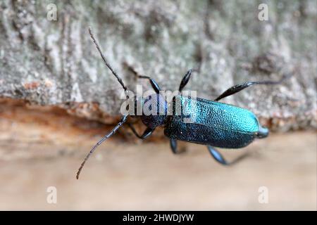 Violetter Rindenkäfer - Callidium violaceum. Blauer und violetter Longhorn Käfer auf Holz. Stockfoto