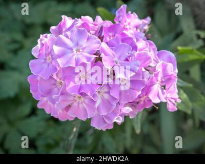 Hübsche rosa Garten Phlox Blume in voller Blüte Stockfoto