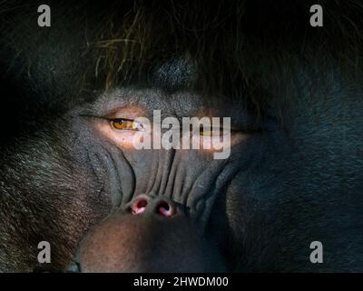 Gelada Baboon Thermopithecus gelada männlich Stockfoto