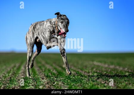 Besitzer, der seinen Windhund als Vorbereitung auf ein Hunderennen in einer offenen Landschaft bestens in Form gebracht hat Stockfoto