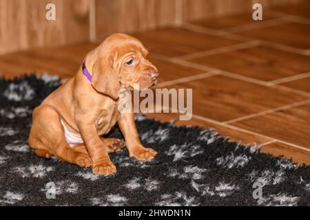 Süße kleine 5 Wochen alte ungarische Vizsla alias Magyar Vizsla sitzt in einem Zwinger Stockfoto