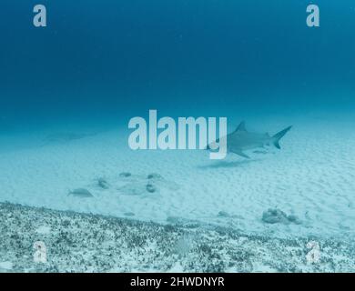 Bullshark Tauchgang in playa del carmen, Mexiko. Tieftauchen Stockfoto