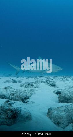 Bullshark Tauchgang in playa del carmen, Mexiko. Tieftauchen Stockfoto