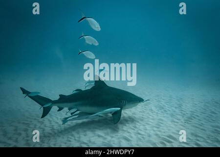 Bullshark Tauchgang in playa del carmen, Mexiko. Tieftauchen Stockfoto