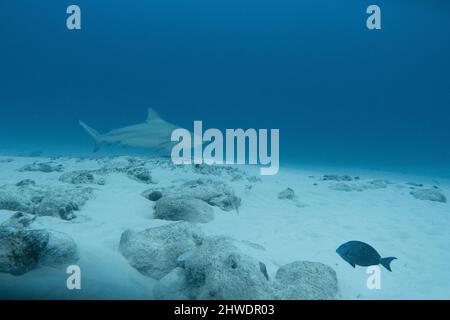 Bullshark Tauchgang in playa del carmen, Mexiko. Tieftauchen Stockfoto