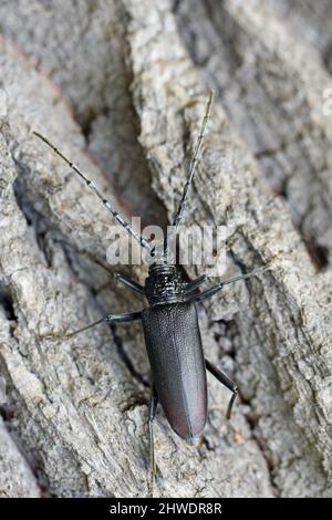 Großer steinbock (Cerambyx cerdo) auf der Rinde der Eiche. Stockfoto