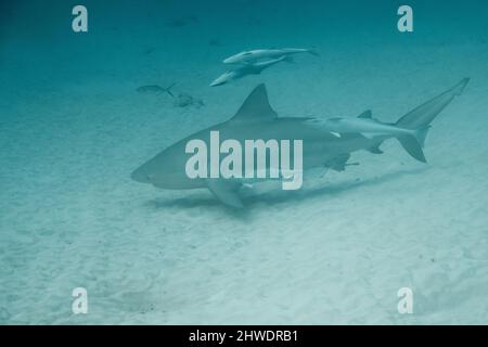 Bullshark Tauchgang in playa del carmen, Mexiko. Tieftauchen Stockfoto