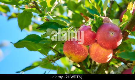 Rote Äpfel im Garten. Ein Foto von leckeren und schönen Äpfeln. Stockfoto