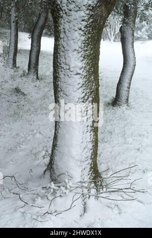 Stamm von Eichenbaum weißen Schnee bedeckt Stockfoto