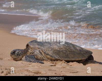 Grüne Meeresschildkröte - Honu - Maui Stockfoto