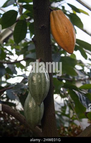 Kakaofrüchte auf dem Theobroma Kakao, auch Kakaobaum oder Kakaobaum genannt Stockfoto