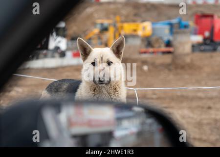 schäferhund deutsche Hundeliegerrasse, aus PET-Stammbaum von Tier für große draußen, Studio Rest. Schäferhund Saison Tiere, spielerischer Schutz groß Stockfoto