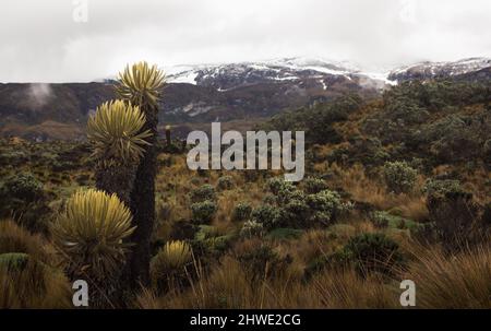 Bergige Landschaft des kolumbianischen Paramo oder alpines Ökosystem mit Schnee im Hintergrund Stockfoto