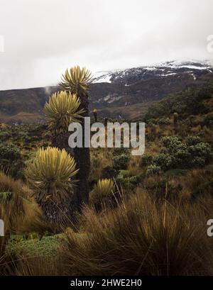 Bergige Landschaft des kolumbianischen Paramo oder alpines Ökosystem mit Schnee im Hintergrund Stockfoto