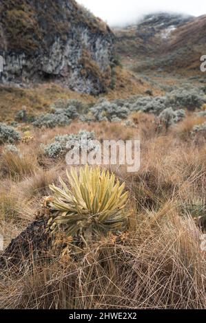 Bergige Landschaft des kolumbianischen Paramo oder alpines Ökosystem mit Schnee im Hintergrund Stockfoto