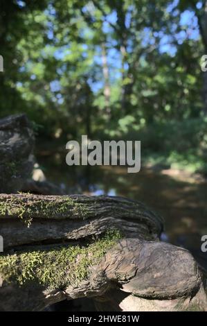 Ein Makrobild von Moos, das eine große Gruppe von Baumwurzeln mit einem verschwommenen, gewundenen Bach im Hintergrund bedeckt. Stockfoto