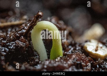 Tomatensämling close up - Solanum lycopersicum Sämlinge aus der Nähe entstehen aus dem Boden während der Frühjahrsgärtnerei - Gemüsegarten / vegetarisch und vegan Stockfoto