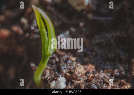 Auberginen-Sämling Solanum melongena-Sämlinge close up dspring gardening - Gemüsegarten / vegetarisch und vegan Stockfoto