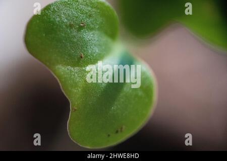 Brokkoli-Sämling Nahaufnahme von Brassica oleracea-Sämlingen - Nahaufnahme von Brokkoli-Sprossen - Frühlingsgarten - Gemüsegarten / vegetarisch und vegan Stockfoto