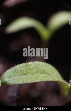 Tomatensämling close up - Solanum lycopersicum Sämlinge aus der Nähe entstehen aus dem Boden während der Frühjahrsgärtnerei - Gemüsegarten / vegetarisch und vegan Stockfoto