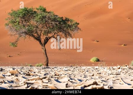 Namibia, die Namib-Wüste, ein Baum, der im Hintergrund in den roten Dünen isoliert ist Stockfoto