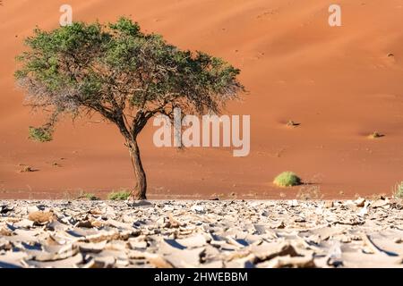 Namibia, die Namib-Wüste, ein Baum, der im Hintergrund in den roten Dünen isoliert ist Stockfoto