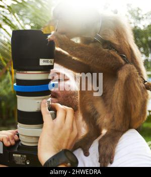 Enge Begegnung. Ein neugieriger Makaken-Affe schaut sich das Objektiv der Kamera genau an. Stockfoto