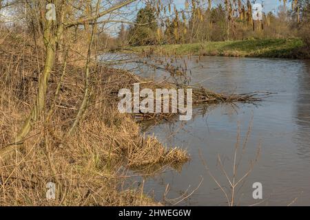 Großer Damm des eurasischen Bibers am Nidda-Fluss, Frankfurt, Deutschland Stockfoto