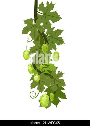 Hop. Ein senkrecht verzweigtes Ast mit dichten Blättern und Kegeln. Schlaffe Triebe mit Blättern. Wilde Natur. Flache Illustration. Vektor. Stock Vektor