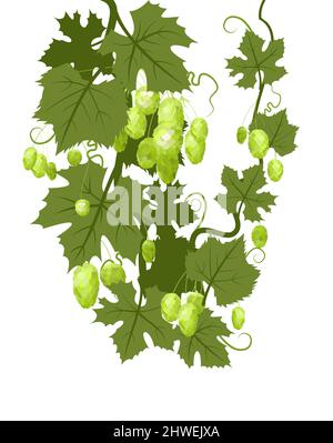 Hop. Ein Zweig mit dichten Bogenblättern und kleinen Kegeln. Schlaffe Triebe mit Blättern. Wilde Natur. Flache Illustration. Vektor. Stock Vektor