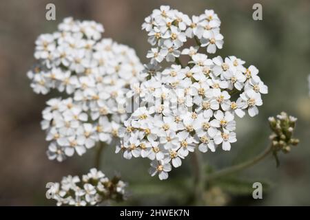 Weiße, blühende Racemose strahlt den Kopfaufblühen von Achillea Millefolium, Asteraceae aus, die in den Bergen von San Bernardino beheimatet sind, Sommer. Stockfoto