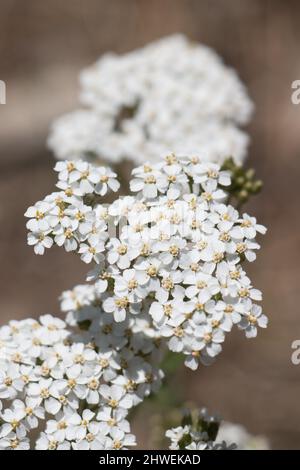 Weiße, blühende Racemose strahlt den Kopfaufblühen von Achillea Millefolium, Asteraceae aus, die in den Bergen von San Bernardino beheimatet sind, Sommer. Stockfoto