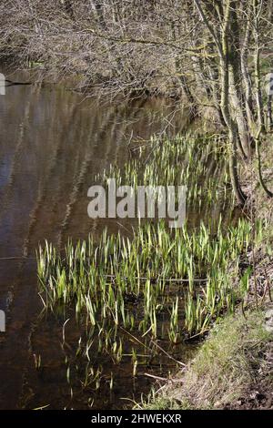 Blick auf frische grüne Triebe, die am Rande eines Teiches im Freizeitbereich Lane Ends in Pilling, Lancashire, an einem sonnigen Frühlingstag Anfang März entstehen. Stockfoto