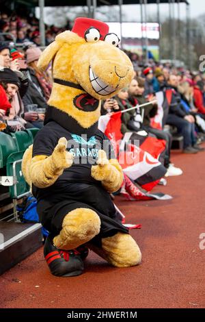 Barnett, Großbritannien. 05. März 2022. Gallagher Premiership Rugby. Saracens V Leicester Tigers. StoneX Stadium. Barnett. Saracens Maskottchen Sarrie The Camel Credit: Sport in Pictures/Alamy Live News Stockfoto