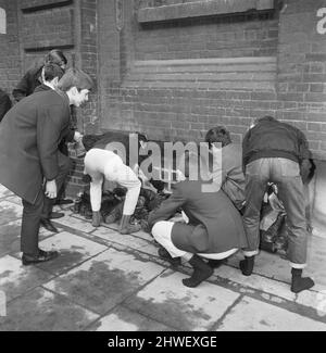 Skinheads treffen sich in der Farringdon Road, London. Zwanzig bis dreißig Jugendliche wurden entlang der Farringdon Road verfolgt, nachdem sie einen verbebten Zug und einen angeblichen Angriff auf einen Mann verübt hatten. Die Häupter wurden angehalten und mussten ihre Stiefel ausziehen, während die Polizei sie an einer Wand anstellte und sie durchsuchte. Bild zeigt: Jugendliche sammeln ihre Stiefel nach polizeilichen Ermittlungen. 4.. April 1970. Stockfoto