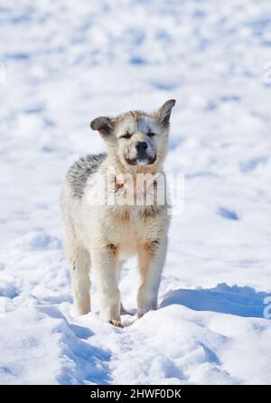 Schlittenhunde in der Stadt Ilulissat - Grönland. Schlittenhund - 7000 Schlittenhunde in der Stadt Ilulissat, in der Stadt mit einer Bevölkerung von 4500 Menschen, Grönland Stockfoto