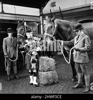 Piper Mitch Mitchinson spielt Dudelsäcke zu den Dray Horses der Newcastle Brewery, um sie nach einem Leben mit Blaskapellen an das Heulen der Pfeifen zu gewöhnen. April 1970. Stockfoto