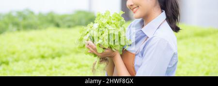 Junge asiatische Frau arbeitet in hydroponic System Gemüse Bio-Salat Farm, weiblich ist Ernte für die Landwirtschaft im Gewächshaus, Unternehmer examinin Stockfoto
