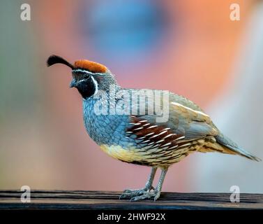 Ein Gambel's Quail-Porträt mit einem sanft abgebildeten, südwestlichen farbigen Hintergrund in Phoenix Arizona. Stockfoto