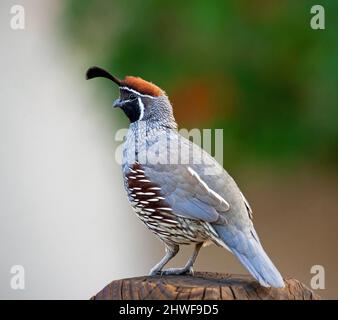 Ein Gambel's Quail, der auf einem hölzernen Zaunpfosten mit einem erdigen, grünen, bunt gemischten Hintergrund posiert. Stockfoto