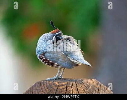 Nahaufnahme eines Gambel's Quails, der seine Federn auf einem hölzernen Zaunpfosten stampft. Stockfoto