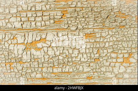 Blassgrüner Anstrich, der an einer alten Holzwand mit verwitterter Farbe geschält war Stockfoto