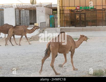 Kamelherde, die durch die Straßen zur Weide in der nahegelegenen Steppe, Turkistan, Kasachstan, wandern. Dort ist die Kamelmilchproduktion ein gemeinsames Geschäft Stockfoto