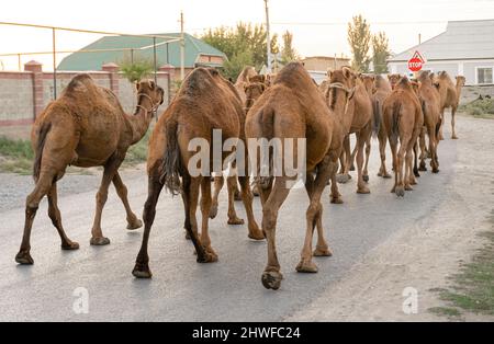 Kamelherde, die durch die Straßen zur Weide in der nahegelegenen Steppe, Turkistan, Kasachstan, wandern. Dort ist die Kamelmilchproduktion ein gemeinsames Geschäft Stockfoto