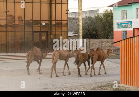 Kamelherde, die durch die Straßen zur Weide in der nahegelegenen Steppe, Turkistan, Kasachstan, wandern. Dort ist die Kamelmilchproduktion ein gemeinsames Geschäft Stockfoto