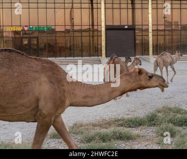 Kamelherde, die durch die Straßen zur Weide in der nahegelegenen Steppe, Turkistan, Kasachstan, wandern. Dort ist die Kamelmilchproduktion ein gemeinsames Geschäft Stockfoto